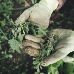 Umowa o&nbsp;pomocy przy zbiorach – wzór z&nbsp;omówieniem